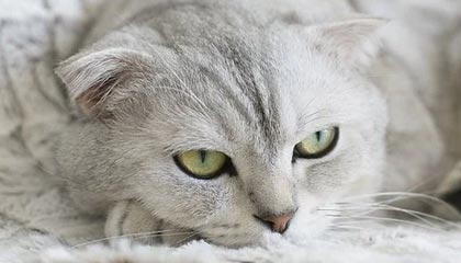 平湖最新的高价医保卡惠民保险代扣怎么取消掉了方法分享(平湖惠民医保怎么报销教程)