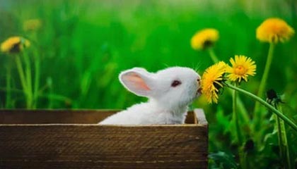 平湖最新的高价医保卡惠民保险代扣怎么取消掉了方法分享(平湖惠民医保怎么报销教程)